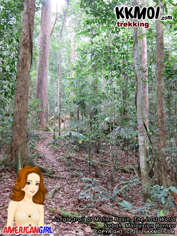 The jungle trail in Maliau